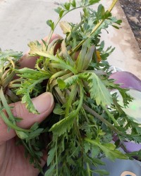 保利体育官方入口-黄金价格跌破1000元！看来这茬儿韭菜，是到收割的时候了？